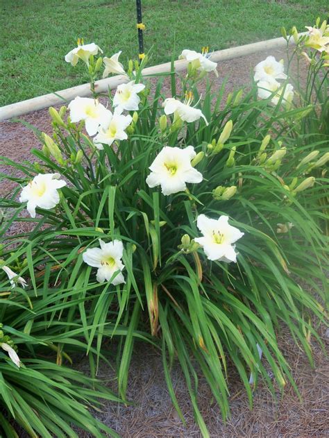 Photo Of The Entire Plant Of Daylily Hemerocallis Joan Senior