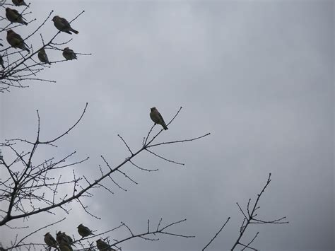 Songbird Migration Songbirds Migrating Melfa Va Linda M Flickr