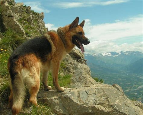 German Shepherd Dog Wallpapers Wallpaper Cave