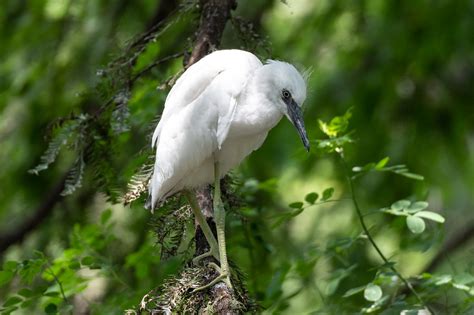 White Bird In Green Tree Eric Kilby Flickr