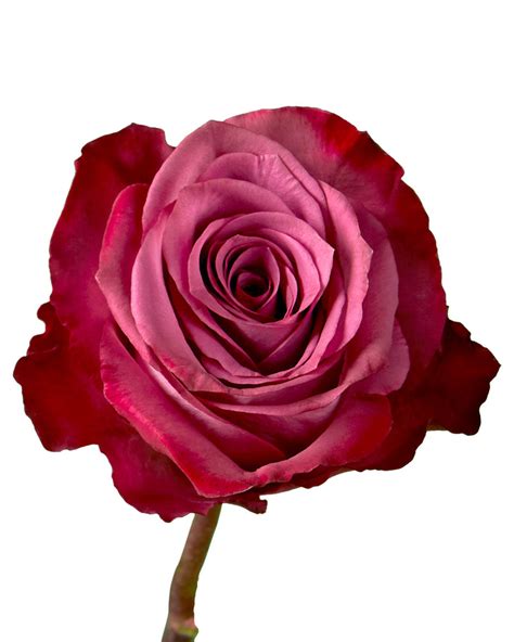 Rose Piacere Petaljet