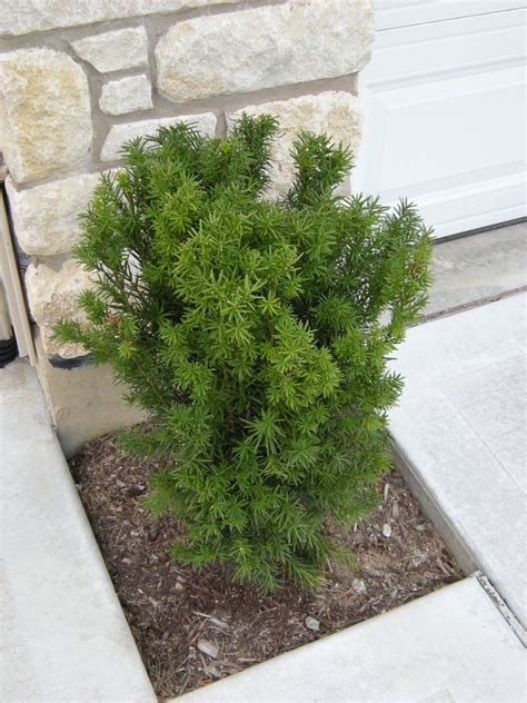 Maybe you would like to learn more about one of these? Hicks Yew (no apostrophe, mind yew!) | Small shrubs ...