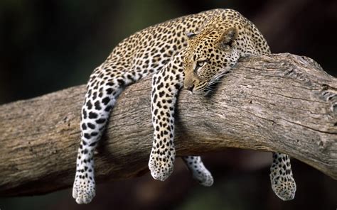 Sleeping Leopard Wallpapers Top Free Sleeping Leopard Backgrounds