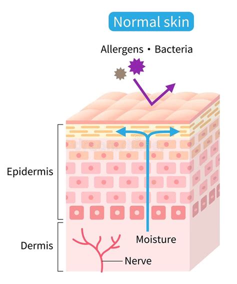 Healthy Skin Cell Layer Normal Skin Helps Retain Moisture And Protect