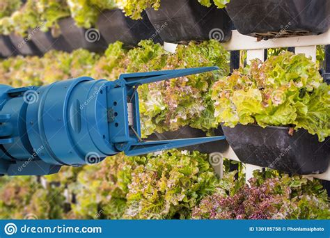 Robot Arm Harvest Lettuce Stock Photo Image Of Green 130185758