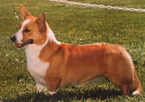 View the cutest and most interesting welsh corgi pictures on the internet on az animals. Cardigan Welsh Corgi Info, Temperament Puppies, Pictures