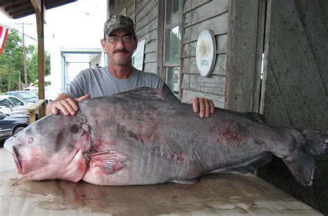 Florissant Angler Nets New Official State Record Blue Catfish With