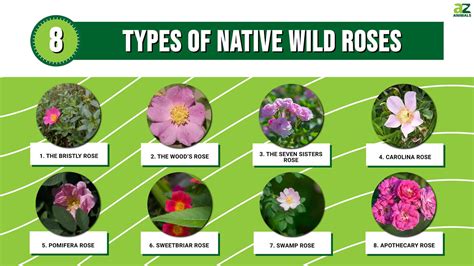 8 Types Of Native Wild Roses for Your Garden - A-Z Animals