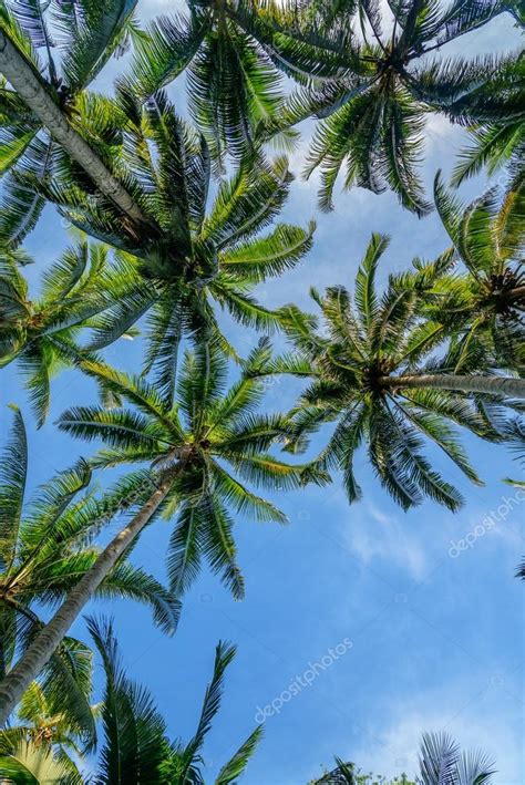 Palm Trees In Tropical Forest ⬇ Stock Photo Image By © Elenaodareeva