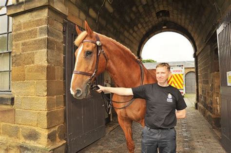 Britains Biggest Police Horse Clyde Set To Retire Pictures