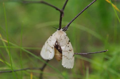 Conversely, gypsy moth will continue to spread to west and south in the united statesand the area infested will increase significantly until it eventually occupies the natural distribution of oakspecies. Identify and Control Gypsy Moths