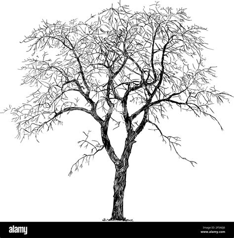 Old Cherry Tree Winter Silhouette Vector Drawing Or Illustration Stock Vector Image And Art Alamy