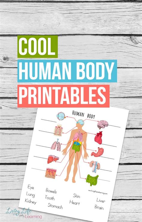 Human Body Printables For Kids