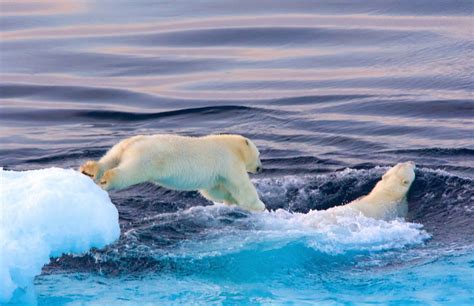 An Awesome Sighting Of Polar Bears In Arctic Canada Vacay Network