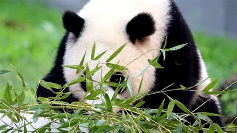 What Comes After Panda Diplomacy Overpasses For America