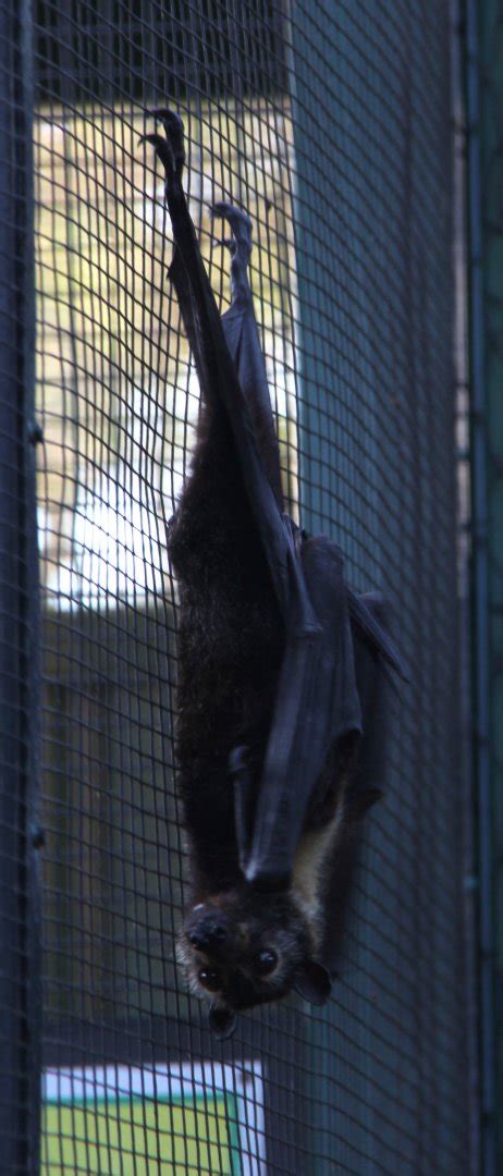 Spectacled Flying Fox Pteropus Conspicillatus Zoochat