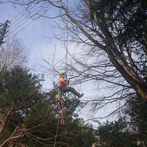 Welcome to the official facebook page of newcastle lockdown paintball team. Last Climb Before Lockdown | Newcastle Tree Services