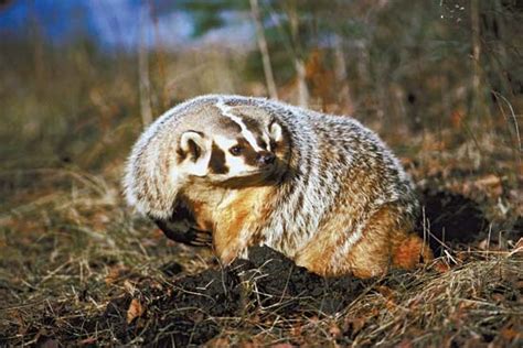 American Badger Mammal