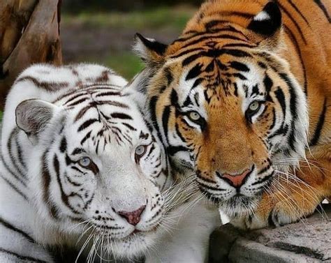 Tiger Unity On Instagram Between The Orange And White Tiger Who Do