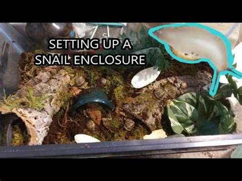 How To Set Up A Snail Enclosure YouTube