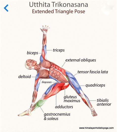 yoga teacher training in rishikesh triangle pose yoga teaching yoga yoga anatomy