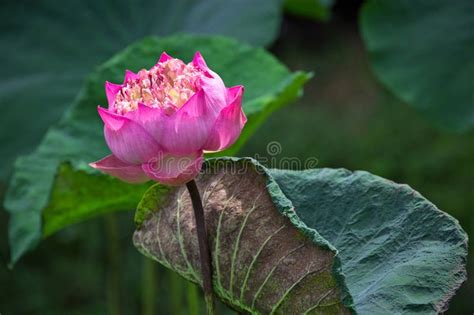 Lotus Blooming Stock Photo Image Of Plant Spring 272505864