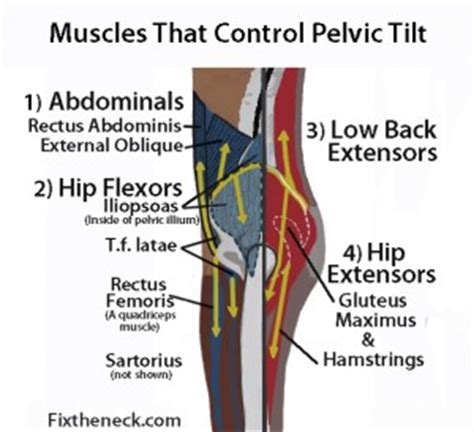 Functional anatomy of the male pelvic floor explore the important aspects of the structures. YB LAB Online: Sacroiliac - DYSfunction - Yoga Bloom