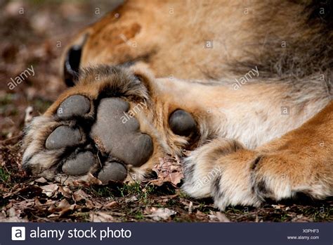 Lion Paw Close Up Stock Photos And Lion Paw Close Up Stock Images Alamy