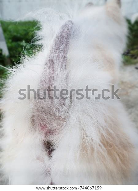 Dermatitis Dogshow Disease On Dog Tailhair Stock Photo 744067159