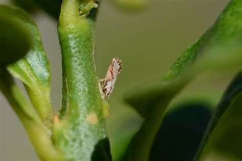 Asian Citrus Psyllid Detected In Tulare County Growers Advised To Be
