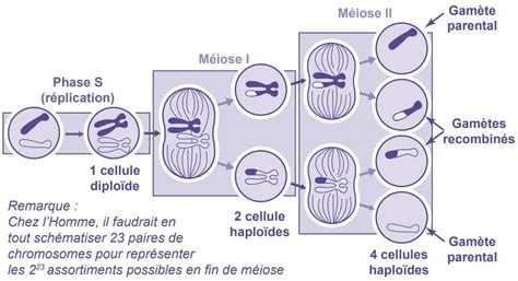 La méiose et la fécondation sont à la base des cycles de reproduction