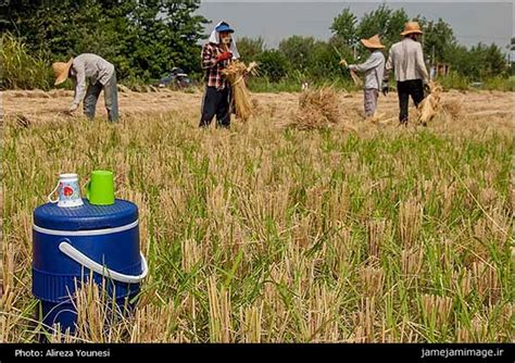 Rice Harvest Season In Northern Iran Photos