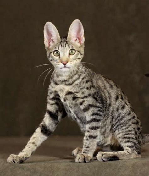 F5 Savannah Cat Queens By Amanukats Breeding Stunning Savannah Kittens