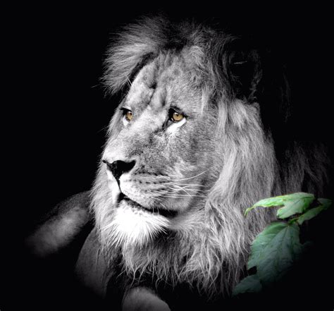 Free Images Black And White Zoo Mane Fauna Lion