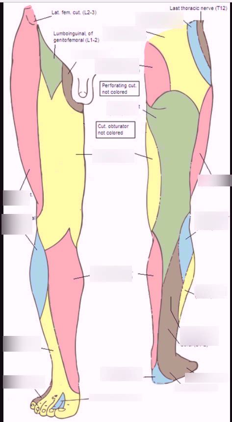 Cutaneous Innervation Of The Lower Limb Diagram Quizlet