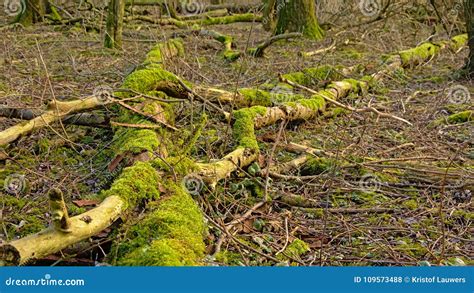 Moss Growing On A Fallen Tree On The Forest Floor Stock Photo Image