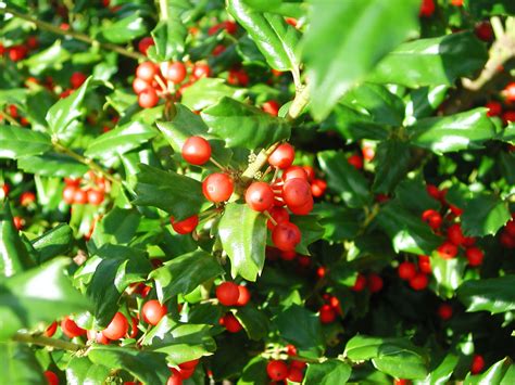 Red Berries Of China Girl Holly Nature Photo Gallery