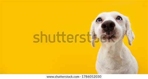 Funny Surprised Dog Puppy Isolated On Stock Photo 1786052030 Shutterstock