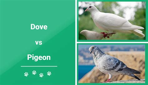 Dove Vs Pigeon Surprising Differences And Similarities With Pictures