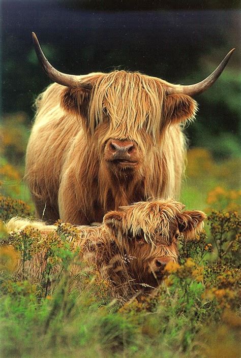 Highland Cow And Her Calf In The Meadow Scottish Highland Cow