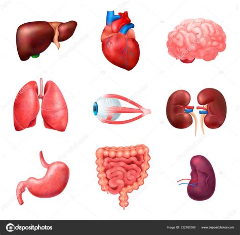 Conjunto De Iconos De Anatomía De órganos Internos Humanos Realistas