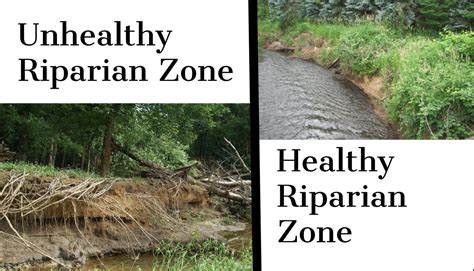 How Riparian Zones Reduce The Risk Of Erosion And Bank Failure