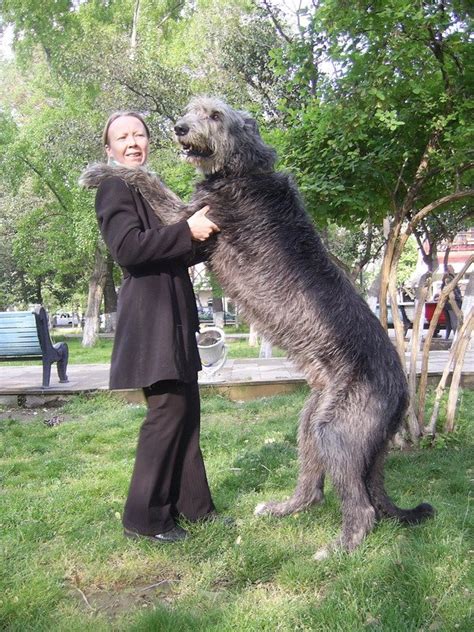 Irish Wolfhound Info Temperament Puppies Pictures Lifespan