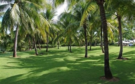 How To Kill A Palm Tree 4 Easy Methods Backyard Caring