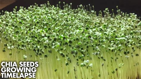 Chia Seeds Timelapse From Seeds To Sprouts 14 Day Period Youtube
