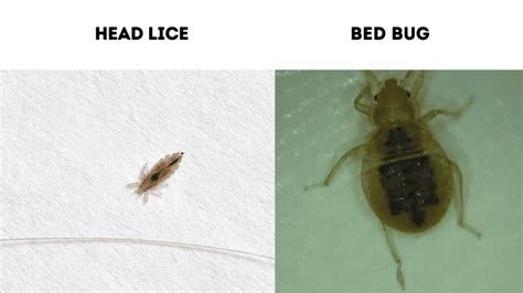 14 Bugs That Look Like Bed Bugs With Photo Comparison