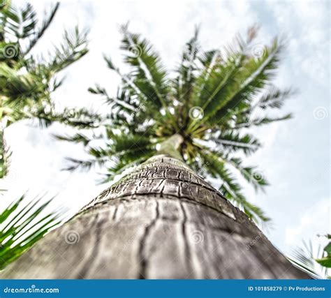 Palm Tree Bottom View Stock Image Image Of Clear Silhouette 101858279