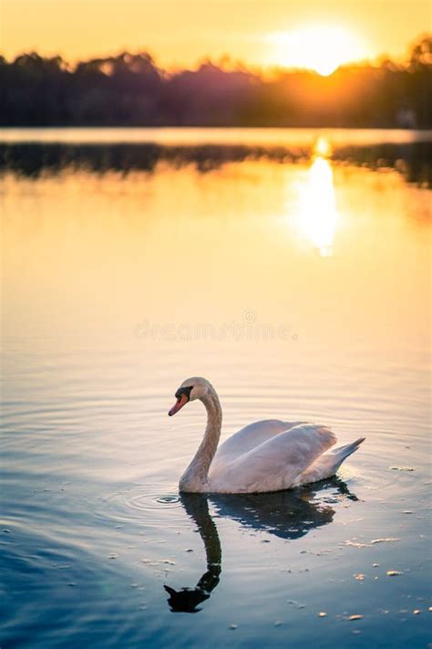 Swan Stock Image Image Of Animals Swimming Nature Elegance 6075