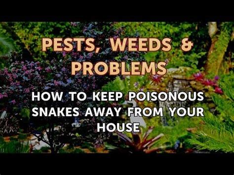 Not having them drop by in the first place! How to Keep Poisonous Snakes Away From Your House - YouTube