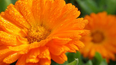 4k Orange Flowers Wallpapers High Quality Download Free